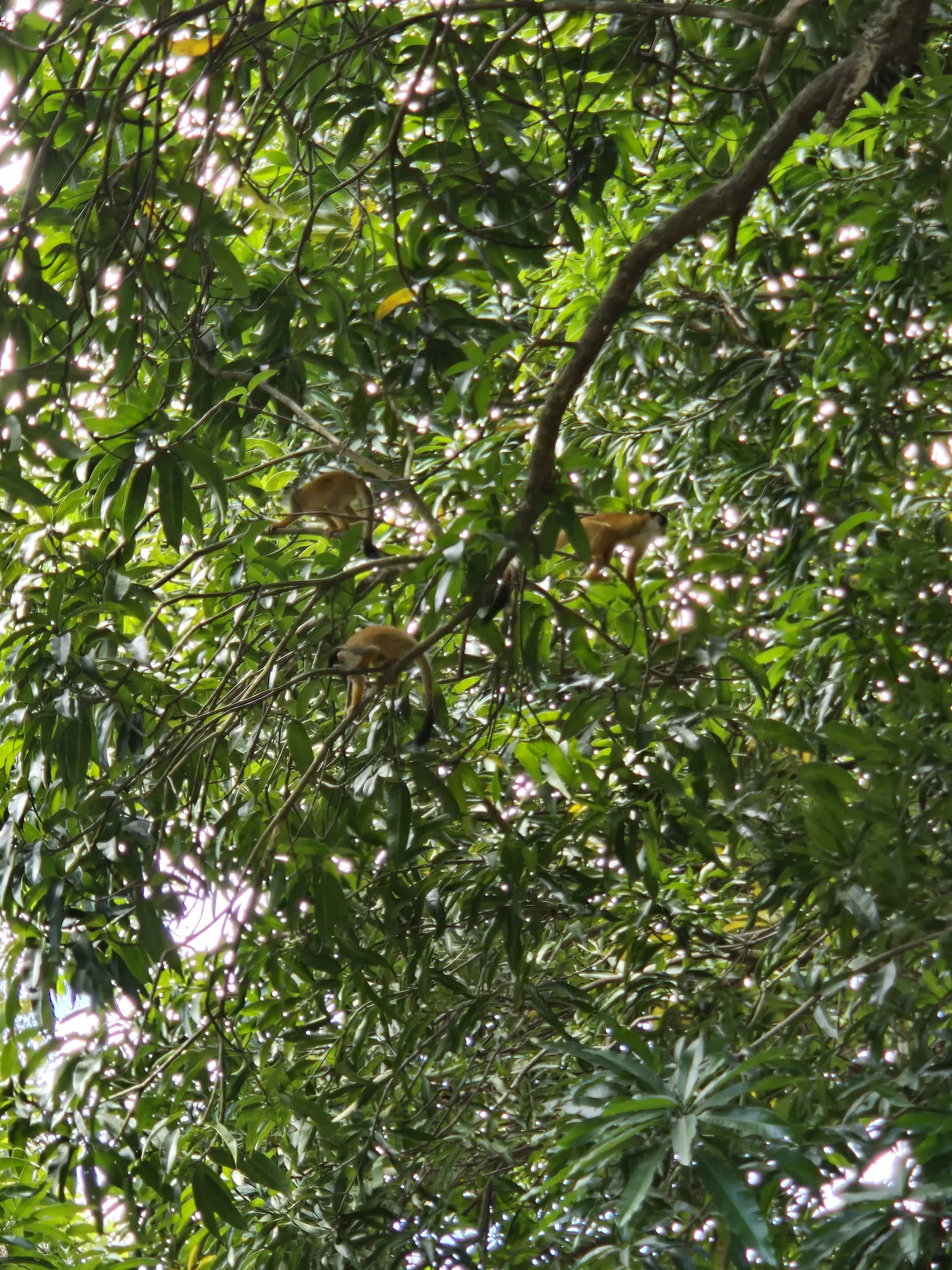Local wildlife near Sea Señorita Villa, Playa Zancudo