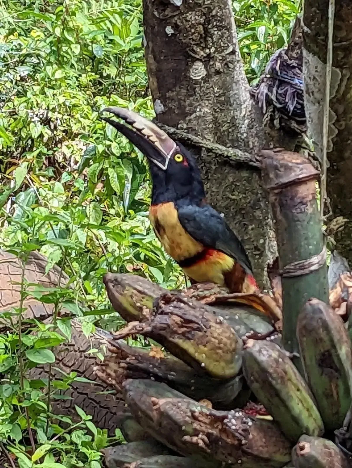 Exotic bird in the jungle near Sea Señorita Villa