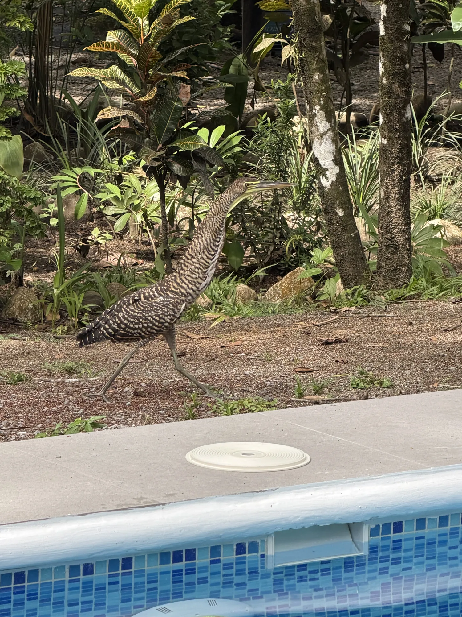Sea Señorita Villa open-air architecture blending with jungle, Playa Zancudo
