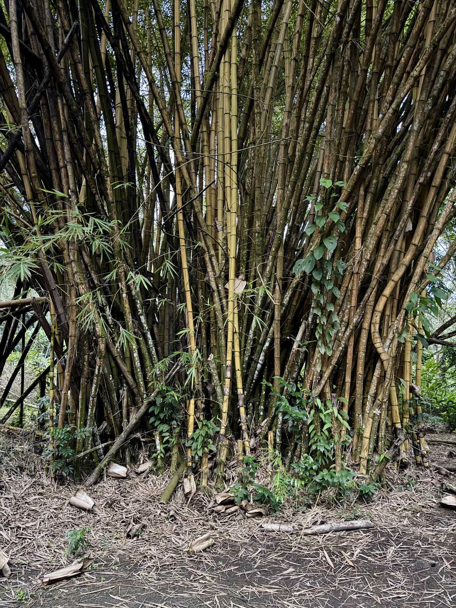 Villa property and surroundings, Playa Zancudo Costa Rica