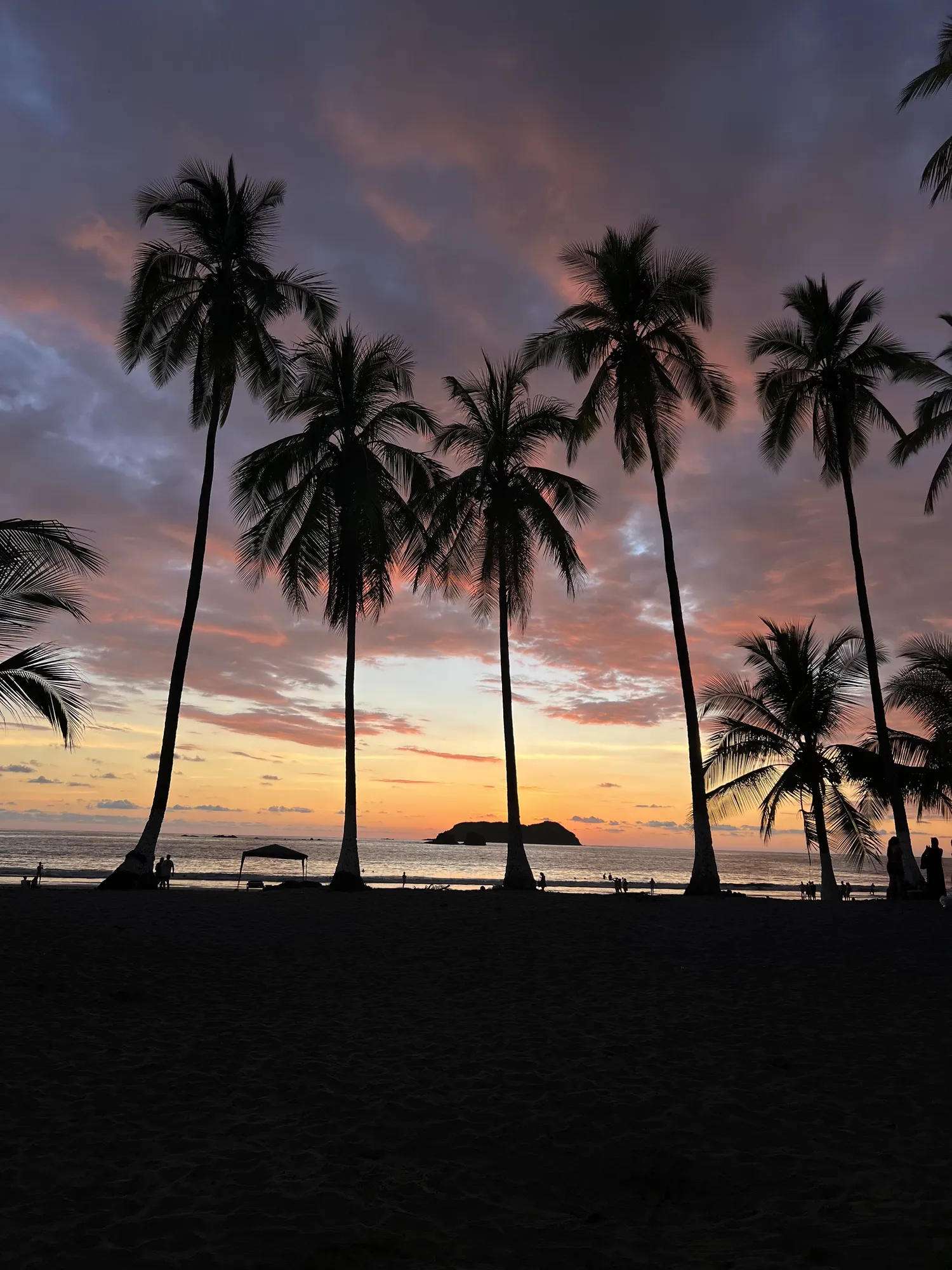 Costa Rican jungle wildlife near Sea Señorita Villa