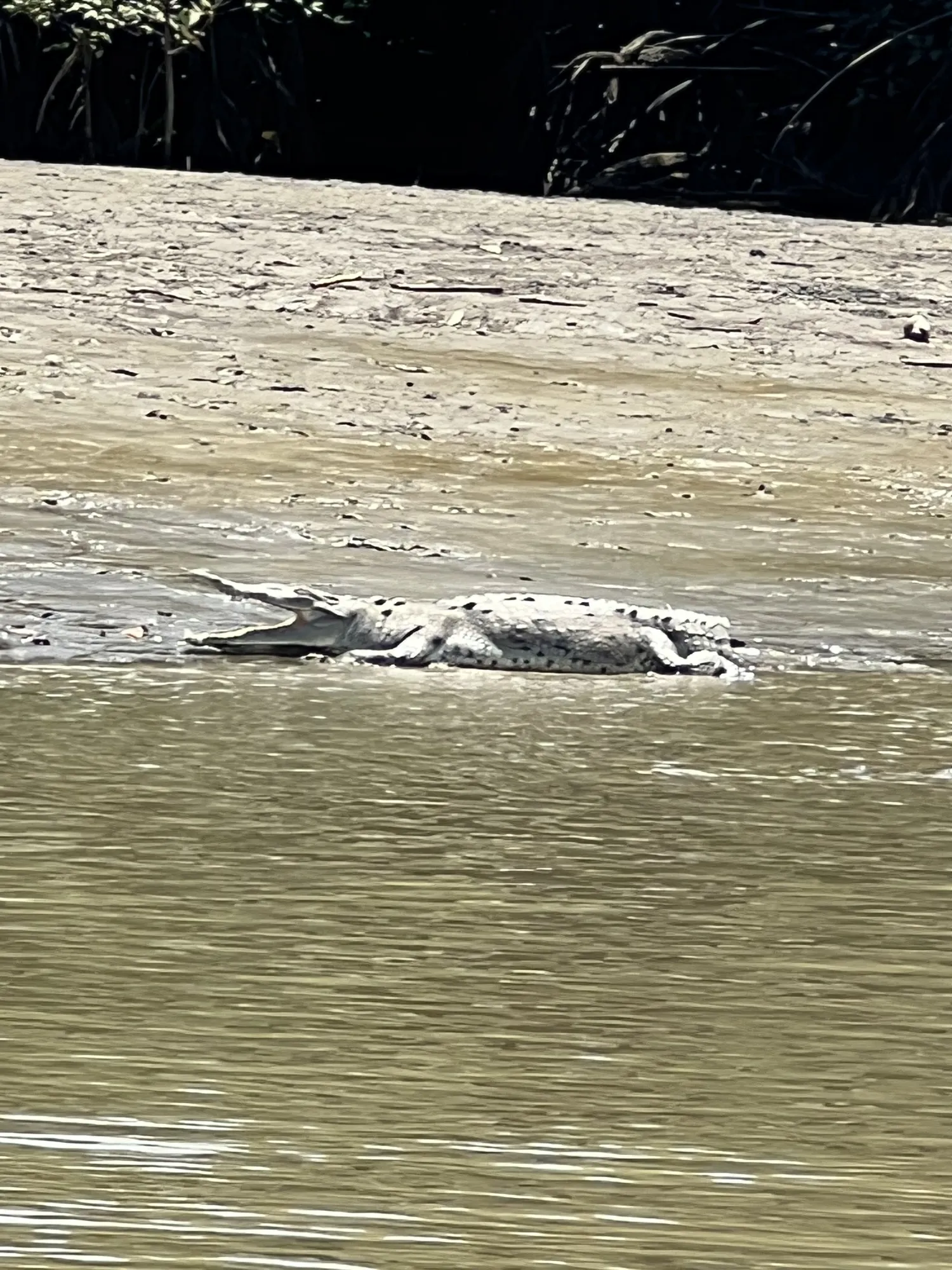 Crocodile on the river near Playa Zancudo, Costa Rica