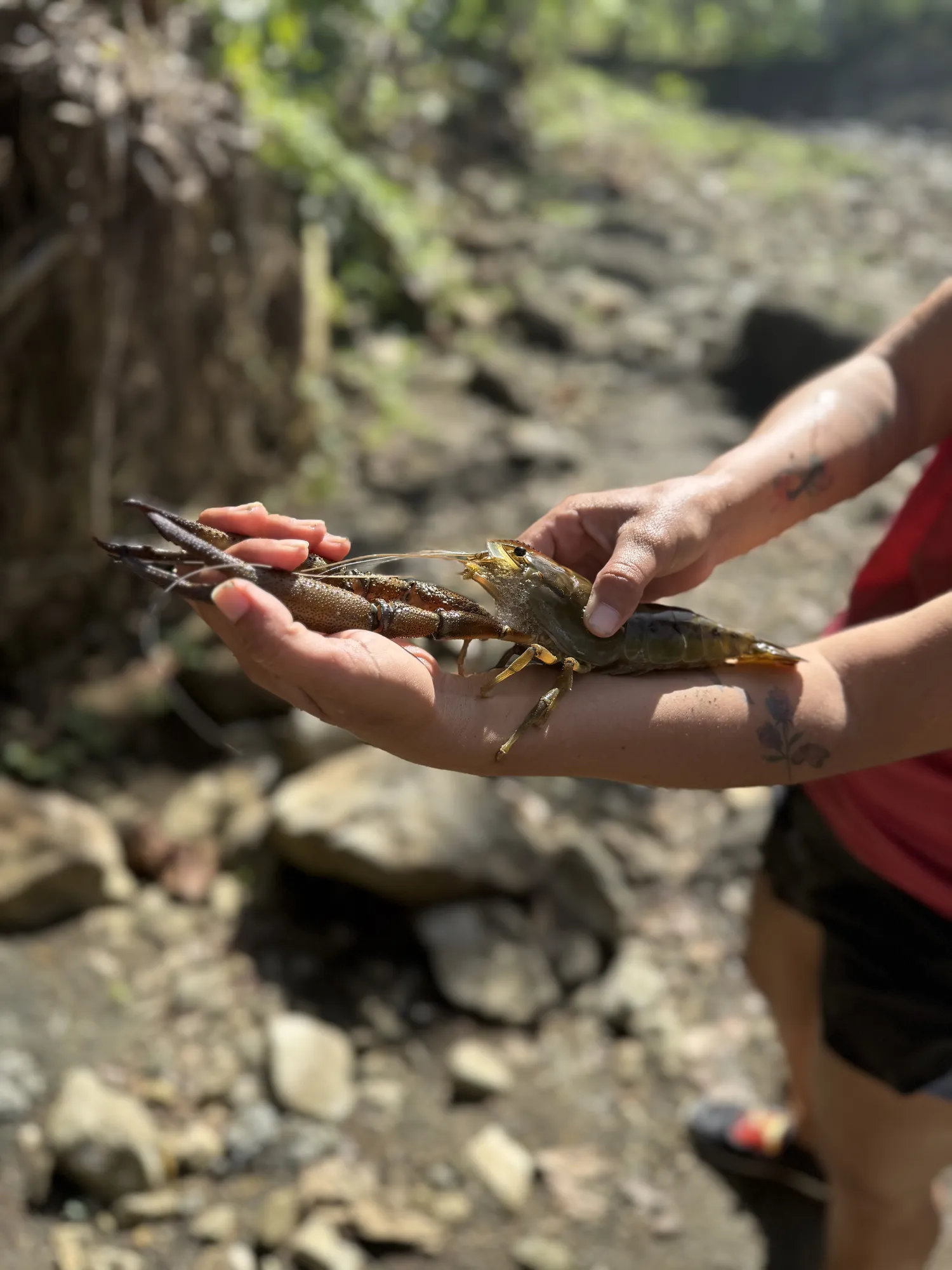 Playa Zancudo beach at golden-hour sunset, Golfo Dulce Costa Rica