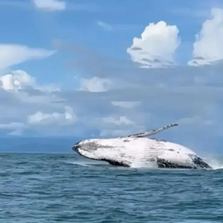 Whale watching in Golfo Dulce, Costa Rica